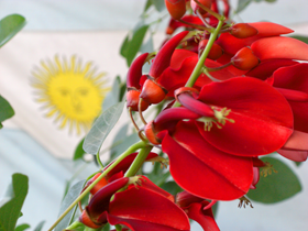 アルゼンチンの国花
